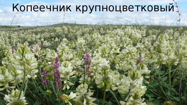 Копеечник крупноцветковый 
