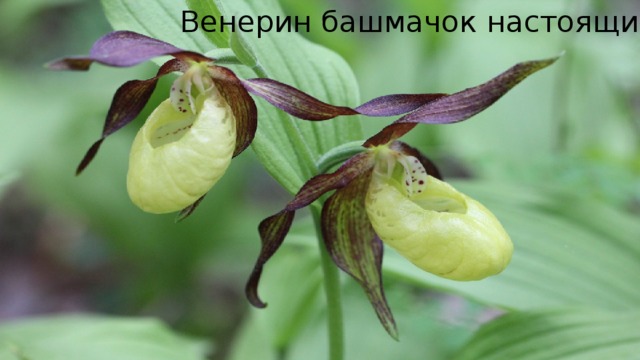 Венерин башмачок настоящий 