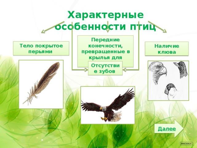 Характерные особенности птиц Передние конечности, превращенные в крылья для полёта. Тело покрытое перьями Наличие клюва Отсутствие зубов Далее 