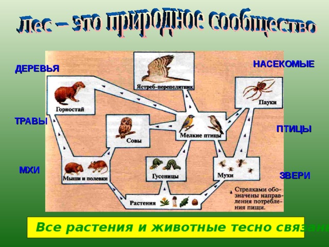 НАСЕКОМЫЕ ДЕРЕВЬЯ ТРАВЫ ПТИЦЫ МХИ ЗВЕРИ Все растения и животные тесно связаны между собой 