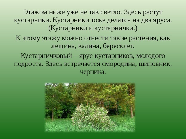 Здесь росли. Жизнь леса кустарники. Ярус кустарников. Ярус ниже кустарников. 2 Ярус – кустарники.