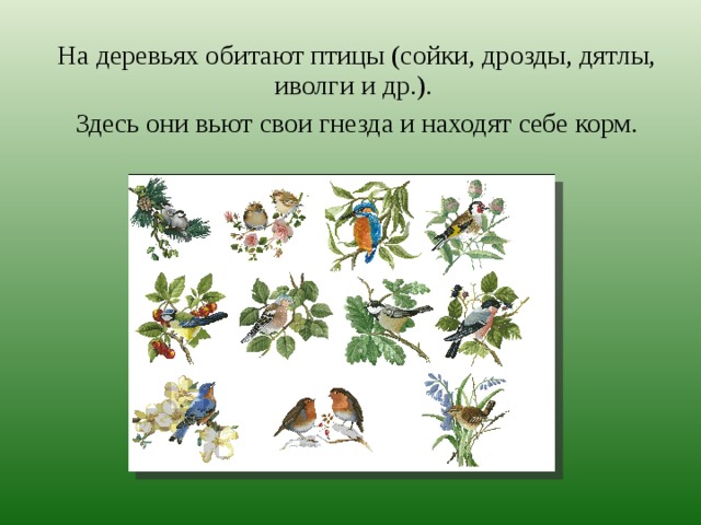 На деревьях обитают птицы (сойки, дрозды, дятлы, иволги и др.). Здесь они вьют свои гнезда и находят себе корм. 