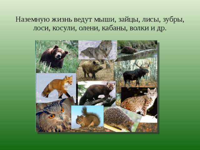 Наземную жизнь ведут мыши, зайцы, лисы, зубры, лоси, косули, олени, кабаны, волки и др. 
