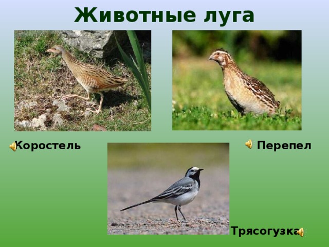жизнь луга 4 класс тест с ответами