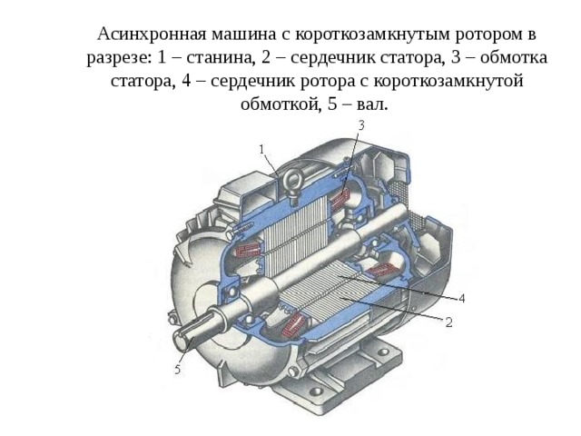 Асинхронная машина с короткозамкнутым ротором в разрезе: 1 – станина, 2 – сердечник статора, 3 – обмотка статора, 4 – сердечник ротора с короткозамкнутой обмоткой, 5 – вал. 