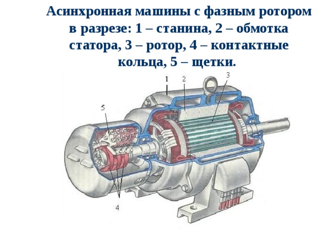 Асинхронная машины с фазным ротором в разрезе: 1 – станина, 2 – обмотка статора, 3 – ротор, 4 – контактные кольца, 5 – щетки. 