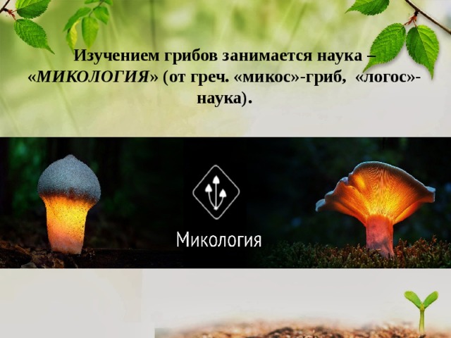 Изучением грибов занимается наука – « МИКОЛОГИЯ » (от греч. «микос»-гриб, «логос»-наука). 
