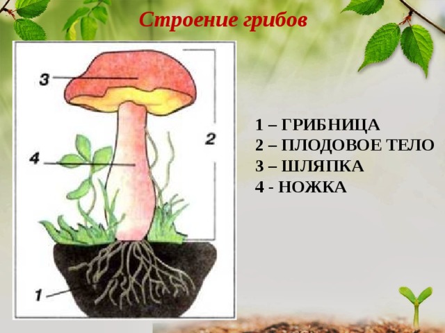 Строение грибов 1 – ГРИБНИЦА 2 – ПЛОДОВОЕ ТЕЛО 3 – ШЛЯПКА 4 - НОЖКА  