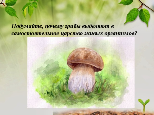  Подумайте, почему грибы выделяют в самостоятельное царство живых организмов? 