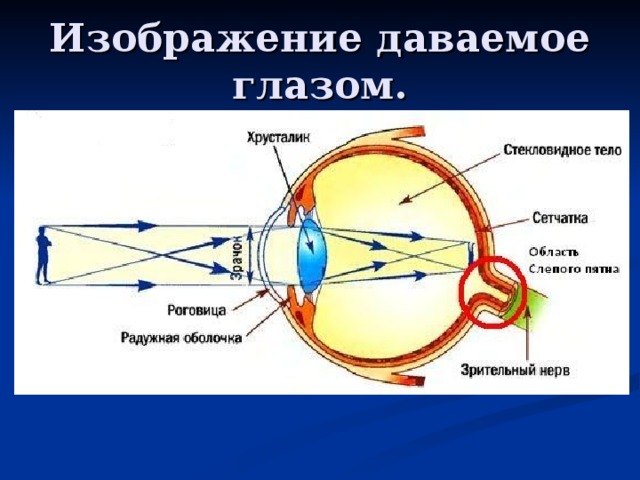 Глаз переворачивает изображение