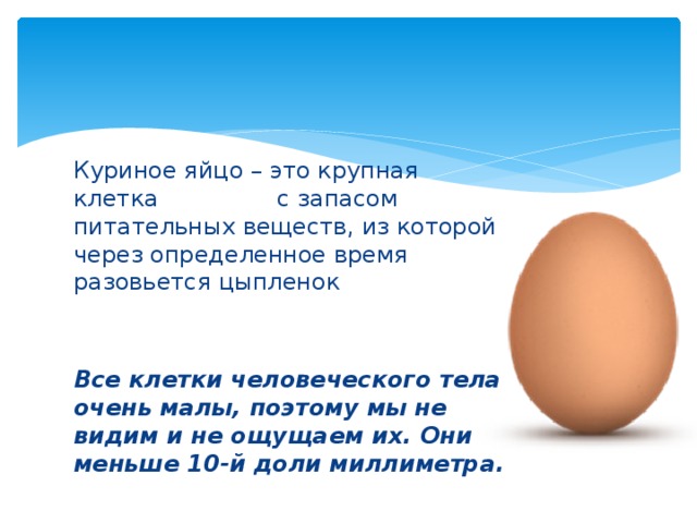 Куриное яйцо – это крупная клетка с запасом питательных веществ, из которой через определенное время разовьется цыпленок Все клетки человеческого тела очень малы, поэтому мы не видим и не ощущаем их. Они меньше 10-й доли миллиметра. 