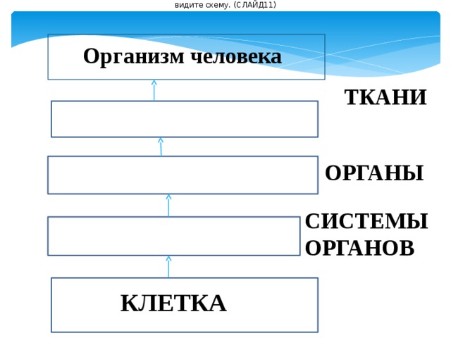 видите схему. (СЛАЙД11) Организм человека ТКАНИ ОРГАНЫ СИСТЕМЫ  ОРГАНОВ КЛЕТКА 