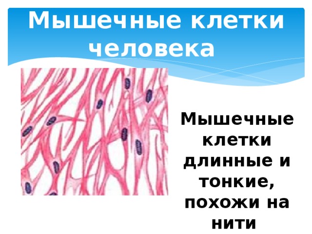Мышечные клетки человека Мышечные клетки длинные и тонкие, похожи на нити 
