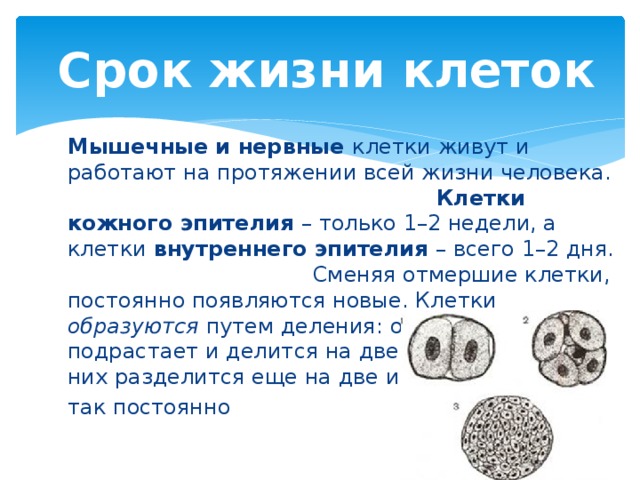 Число клеток организма. Срок жизни клеток. Сколько живёт клетка человека. Продолжительность жизни клеток организма. Продолжительность жизни клеток организма человека таблица.