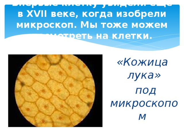 Впервые клетку увидели еще в XVII веке, когда изобрели микроскоп. Мы тоже можем посмотреть на клетки.   «Кожица лука»  под микроскопом 