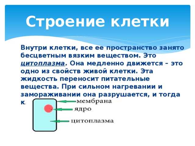 Строение клетки Внутри клетки, все ее пространство занято бесцветным вязким веществом. Это цитоплазма . Она медленно движется – это одно из свойств живой клетки. Эта жидкость переносит питательные вещества. При сильном нагревании и замораживании она разрушается, и тогда клетка погибает. 