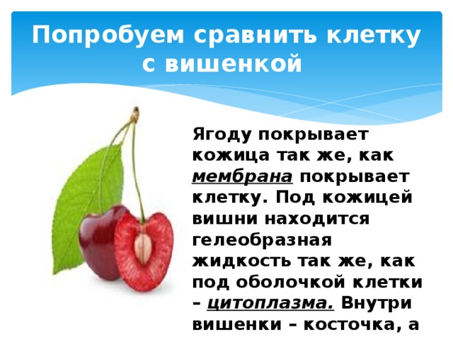 Попробуем сравнить клетку с вишенкой Ягоду покрывает кожица так же, как мембрана покрывает клетку. Под кожицей вишни находится гелеобразная жидкость так же, как под оболочкой клетки – цитоплазма. Внутри вишенки – косточка, а у клетки – ядро . 