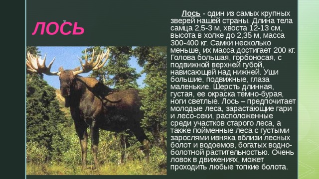 Лось 1 8. Лось 1.5 года. Лось в Сибири высота в холке. Сочинение на тему Лесные обитатели. У самца тело вместе с рогами достигает 8 см в длину.