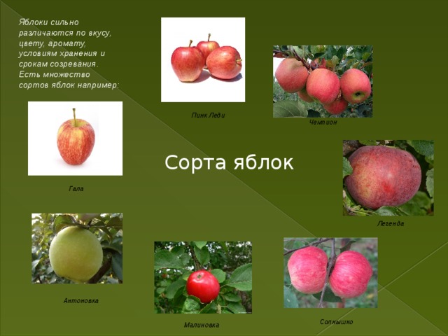 Презентация яблоня