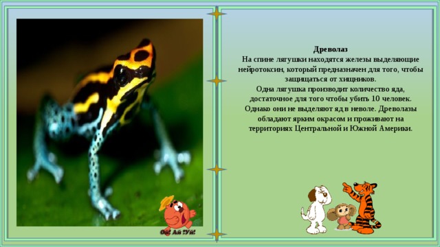 Древолаз На спине лягушки находятся железы выделяющие нейротоксин, который предназначен для того, чтобы защищаться от хищников. Одна лягушка производит количество яда, достаточное для того чтобы убить 10 человек. Однако они не выделяют яд в неволе. Древолазы обладают ярким окрасом и проживают на территориях Центральной и Южной Америки. 