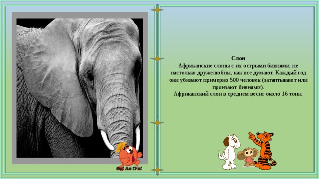 Слон Африканские слоны с их острыми бивнями, не настолько дружелюбны, как все думают. Каждый год они убивают примерно 500 человек (затаптывают или пронзают бивнями). Африканский слон в среднем весит около 16 тонн. 