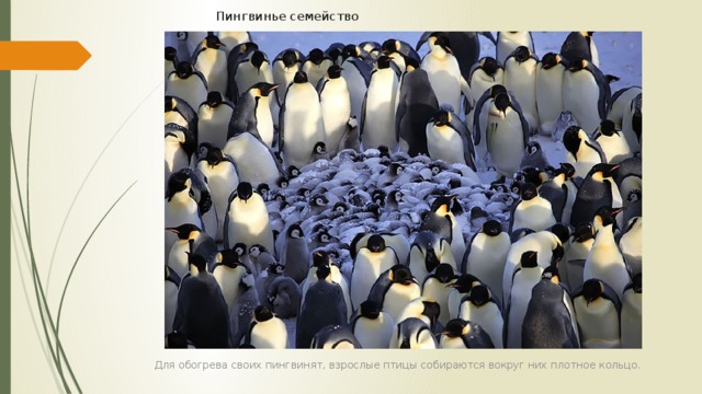 Пингвинье семейство   Для обогрева своих пингвинят, взрослые птицы собираются вокруг них плотное кольцо.    