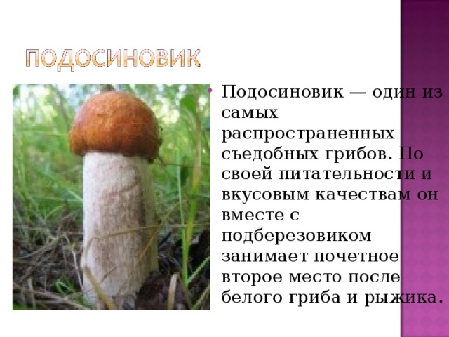 Срок жизни подосиновика составляет. Подосиновик гриб описание. Доклад про подосиновик. Характеристика подосиновика. Рассказ про гриб подосиновик.