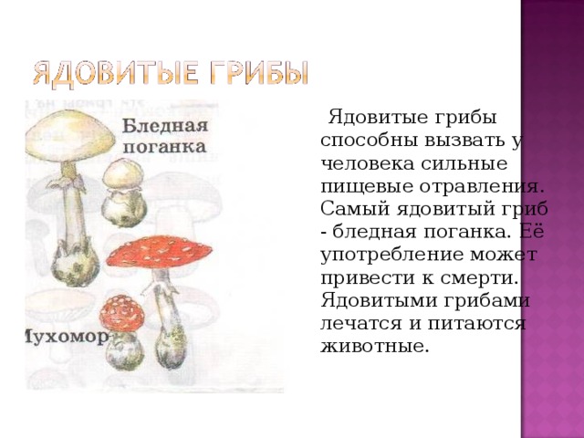 Ядовитые вещества грибы. Пищевые отравления ядовитыми грибами. Ядовитые грибы вызывающие пищевые отравления. Отравление ядовитыми грибами.