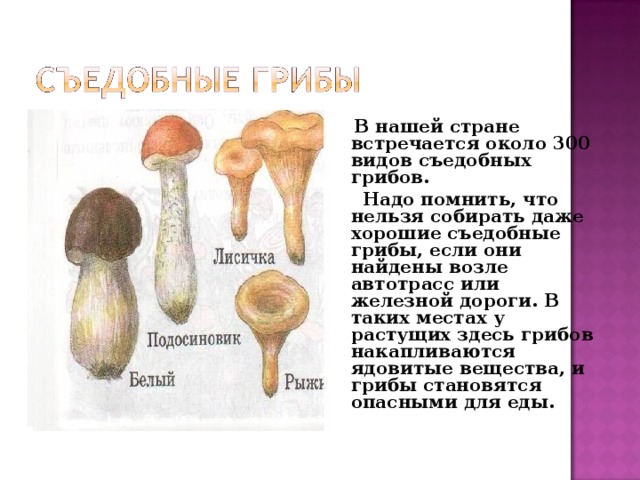 Презентация съедобные грибы