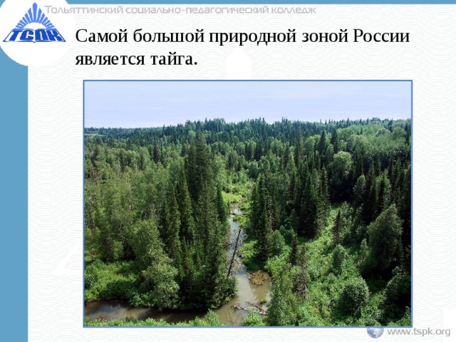 Самой большой природной зоной России является тайга. 
