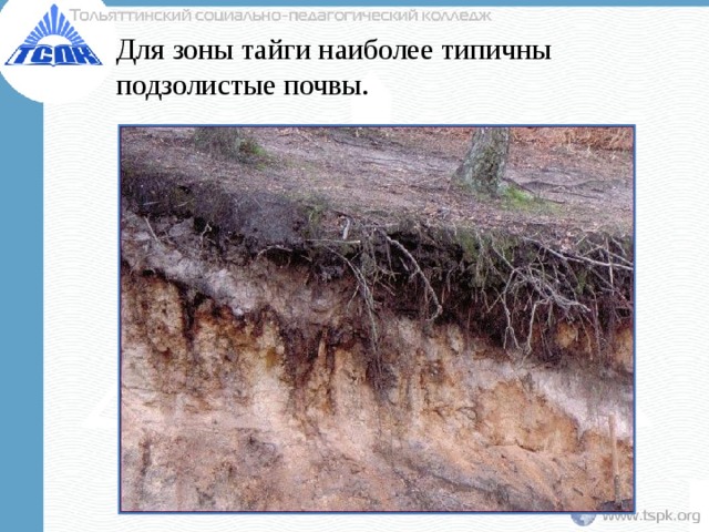 Для зоны тайги наиболее типичны подзолистые почвы. 
