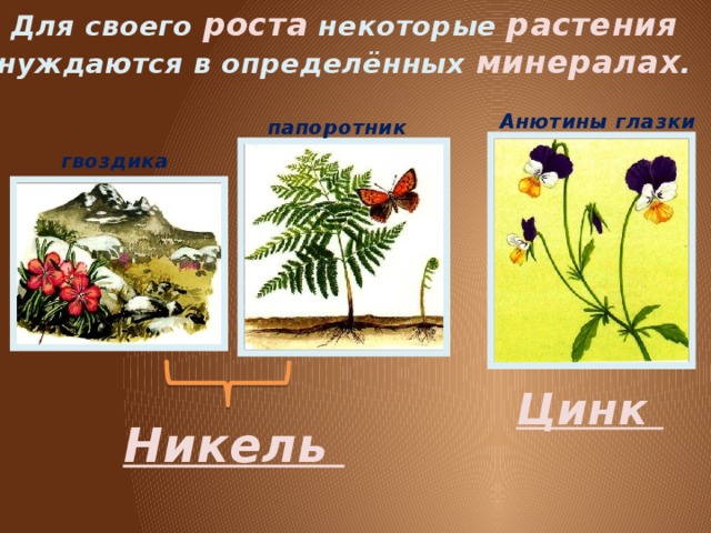 Для своего роста некоторые растения нуждаются в определённых минералах . Анютины глазки папоротник гвоздика Цинк Никель 