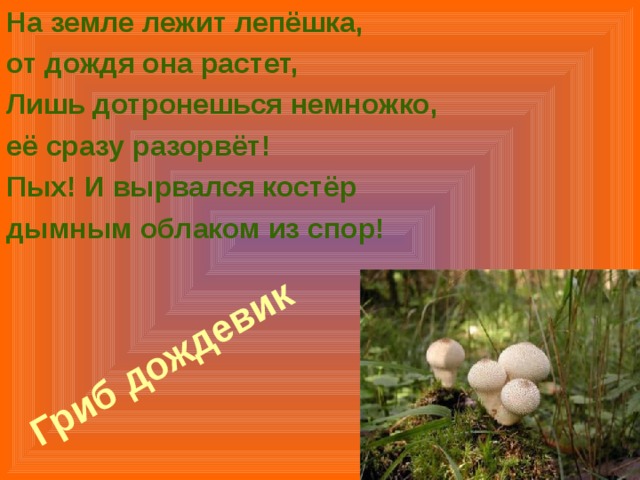 На земле лежит лепёшка, от дождя она растет, Лишь дотронешься немножко, её сразу разорвёт! Пых! И вырвался костёр дымным облаком из спор! Гриб дождевик  