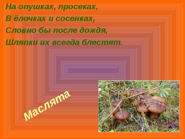На опушках, просеках, В ёлочках и сосенках, Словно бы после дождя, Шляпки их всегда блестят. Маслята  