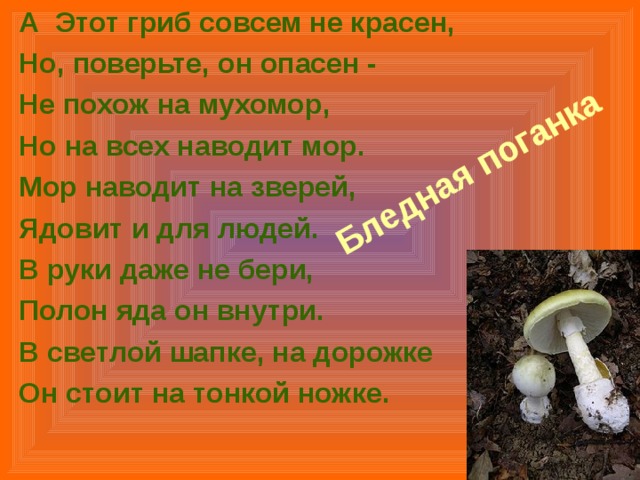 А Этот гриб совсем не красен, Но, поверьте, он опасен - Не похож на мухомор, Но на всех наводит мор. Мор наводит на зверей, Ядовит и для людей. В руки даже не бери, Полон яда он внутри. В светлой шапке, на дорожке Он стоит на тонкой ножке. Бледная поганка   