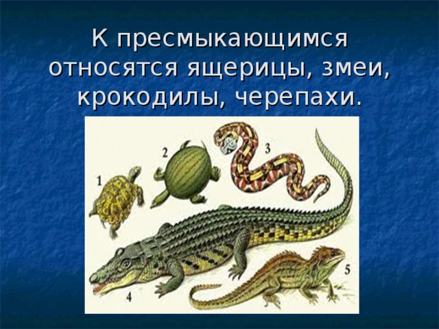 Выберите один лишний объект аллигатор уж лягушка черепаха ящерица