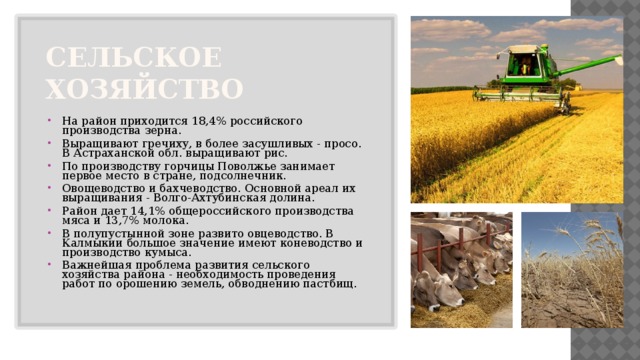 Сельское хозяйство На район приходится 18,4% российского производства зерна. Выращивают гречиху, в более засушливых - просо. В Астраханской обл. выращивают рис. По производству горчицы Поволжье занимает первое место в стране, подсолнечник. Овощеводство и бахчеводство. Основной ареал их выращивания - Волго-Ахтубинская долина. Район дает 14,1% общероссийского производства мяса и 13,7% молока. В полупустынной зоне развито овцеводство. В Калмыкии большое значение имеют коневодство и производство кумыса. Важнейшая проблема развития сельского хозяйства района - необходимость проведения работ по орошению земель, обводнению пастбищ. 
