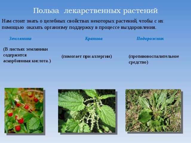 Польза лекарственных растений. Лекарственные растения крапива подорожник. Крапива и подорожник. Польза лечебных трав.