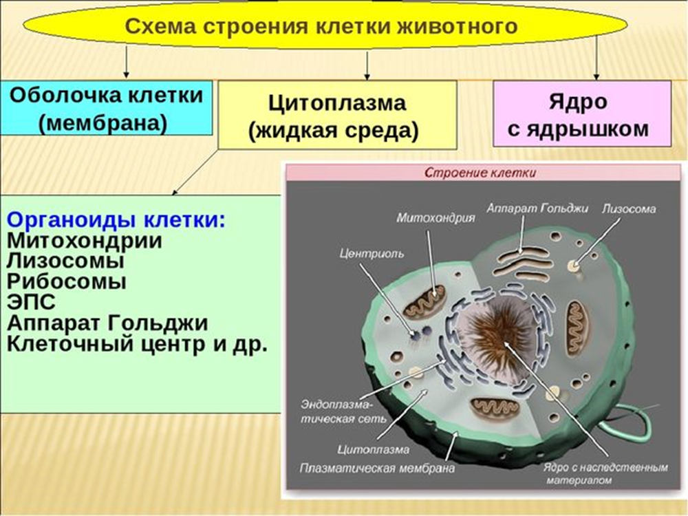 Какой основной компонент содержится в цитоплазме. Схема строения органоидов клетки. Структура органоидов клетки ядро. Схема мембранные органоиды клетки. Схема строения клетки органоиды цитоплазма оболочка.
