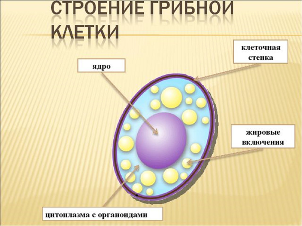 Цитоплазма клеточное ядро. Клеточная стенка мембрана цитоплазма. Клеточная стенка органоид. Строение клетки 5 класс биология мембрана цитоплазма ядро. Органоиды клетки рисунки гриб.