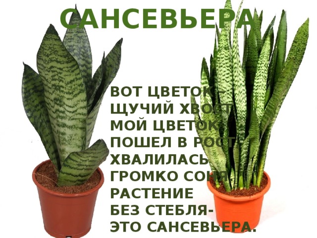 Сансевьера Вот цветок – Щучий хвост Мой цветок пошел в рост. Хвалилась громко Соня. Растение без стебля- это Сансевьера. 