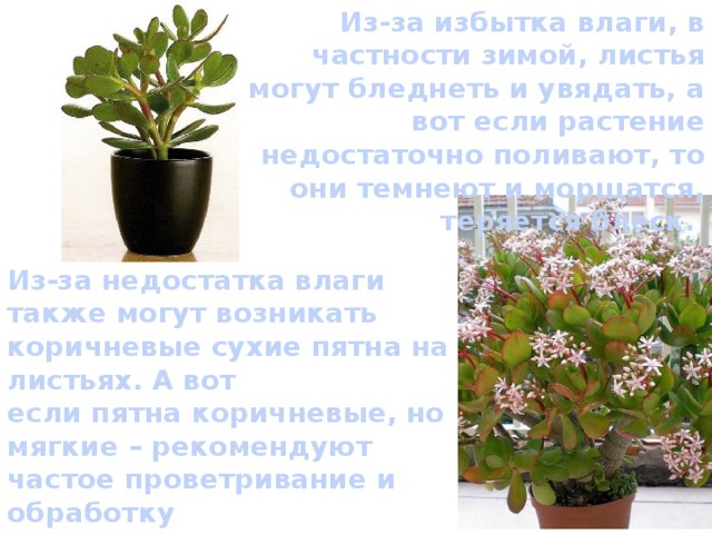 Из-за избытка влаги, в частности зимой, листья могут бледнеть и увядать, а вот если растение недостаточно поливают, то они темнеют и морщатся, теряется блеск.  Из-за недостатка влаги также могут возникать коричневые сухие пятна на листьях. А вот если пятна коричневые, но мягкие – рекомендуют частое проветривание и обработку противогрибковым средством. С таким я ни разу не сталкивалась. 