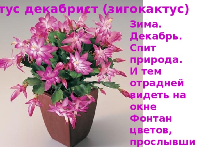Кактус декабрист (зигокактус) Зима. Декабрь. Спит природа. И тем отрадней видеть на окне Фонтан цветов, прослывший 