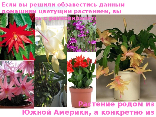 Если вы решили обзавестись данным домашним цветущим растением, вы столкнетесь с разновидностью сортов Растение родом из Южной Америки, а конкретно из Бразилии 