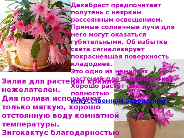 Декабрист предпочитает полутень с неярким рассеянным освещением. Прямые солнечные лучи для него могут оказаться губительными. Об избытке света сигнализирует покрасневшая поверхность кладодиев. Это одно из немногих растений для северных окон. Хорошо растёт оно и при полностью  искусственном освещении . Залив для растения крайне нежелателен. Для полива используют только мягкую, хорошо отстоянную воду комнатной температуры. Зигокактус благодарностью отзывается на регулярное опрыскивание. . 