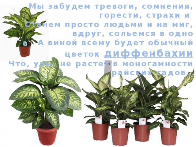 Мы забудем тревоги, сомнения, горести, страхи и   Станем просто людьми и на миг, вдруг, сольемся в одно  А виной всему будет обычный цветок диффенбахии  Что, увы, не растет в моногамности райских садов… 