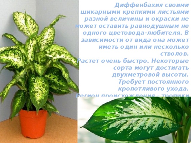 Диффенбахия своими шикарными крепкими листьями разной величины и окраски не может оставить равнодушным не одного цветовода-любителя. В зависимости от вида она может иметь один или несколько стволов. Растет очень быстро. Некоторые сорта могут достигать двухметровой высоты. Требует постоянного кропотливого ухода. Регион происхождения -  тропики Южной и Центральной Америки. Рост у неё быстрый, особенно весной и летом. 