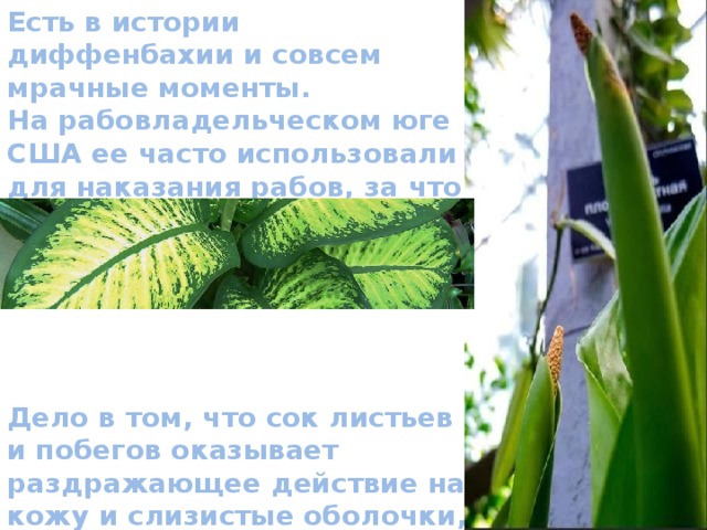Есть в истории диффенбахии и совсем мрачные моменты. На рабовладельческом юге США ее часто использовали для наказания рабов, за что цветок диффенбахия получил название «немые розги».    Дело в том, что сок листьев и побегов оказывает раздражающее действие на кожу и слизистые оболочки, вызывая сильный отек и жжение, а при попадании в ротовую полость даже потерю речи. 