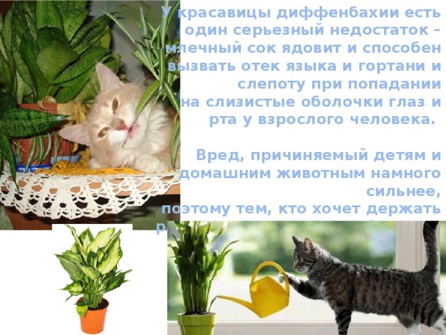 У красавицы диффенбахии есть один серьезный недостаток – млечный сок ядовит и способен вызвать отек языка и гортани и слепоту при попадании на слизистые оболочки глаз и рта у взрослого человека.  Вред, причиняемый детям и домашним животным намного сильнее, поэтому тем, кто хочет держать растение дома, стоит соблюдать максимальную осторожность и меры безопасности 