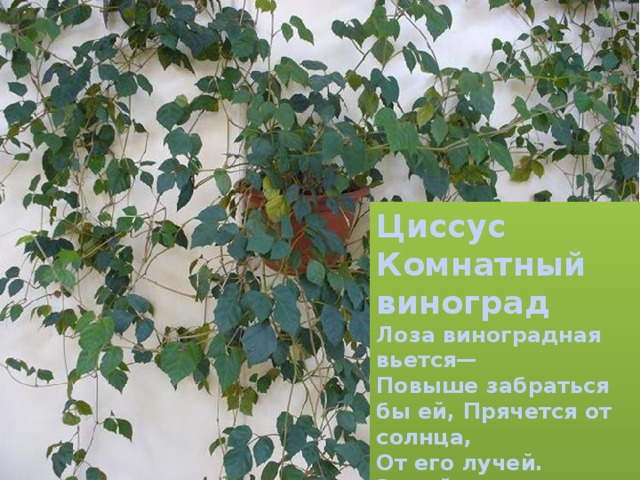Циссус Комнатный виноград Лоза виноградная вьется— Повыше забраться бы ей, Прячется от солнца, От его лучей. Зимой поливаем редко - Запомните это детки. 